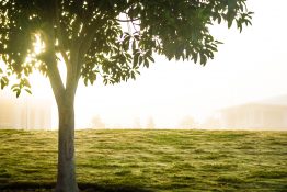 Foggy morning at a park