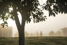 Foggy morning at a park