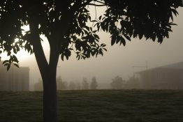 Foggy morning at a park