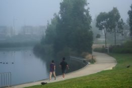 Foggy morning at a park