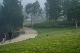 Foggy morning at a park