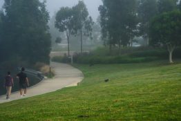 Foggy morning at a park