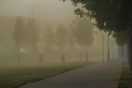 Foggy morning at a park