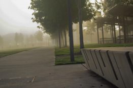 Foggy morning at a park