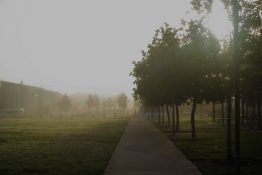 Foggy morning at a park