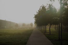 Foggy morning at a park