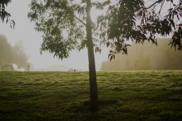 Foggy morning at a park