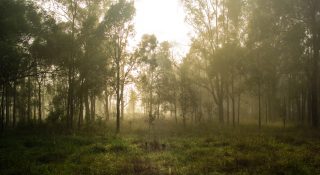 Foggy morning at a park