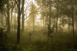 Foggy morning at a park