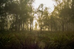 Foggy morning at a park