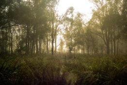 Foggy morning at a park