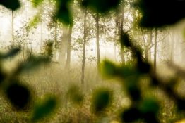 Foggy morning at a park