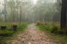 Foggy morning at a park