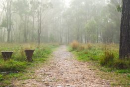 Foggy morning at a park