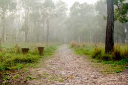 Foggy morning at a park