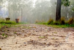 Foggy morning at a park