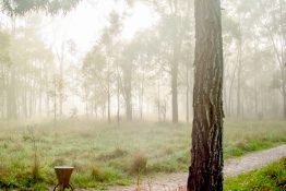 Foggy morning at a park