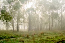 Foggy morning at a park