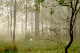 Foggy morning at a park