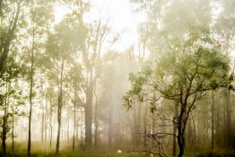 Foggy morning at a park