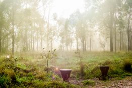 Foggy morning at a park