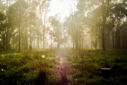 Foggy morning at a park