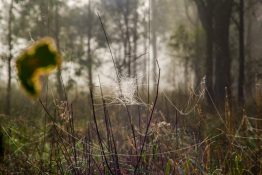 Foggy morning at a park