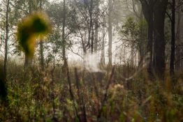 Foggy morning at a park