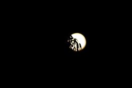 Full moon shots from behind the tree creating beautiful effects with leaves being in front of the moon.