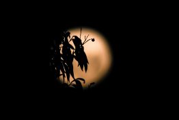 Full moon shots from behind the tree creating beautiful effects with leaves being in front of the moon.