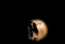 Full moon shots from behind the tree creating beautiful effects with leaves being in front of the moon.