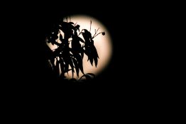 Full moon shots from behind the tree creating beautiful effects with leaves being in front of the moon.