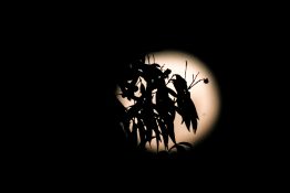 Full moon shots from behind the tree creating beautiful effects with leaves being in front of the moon.