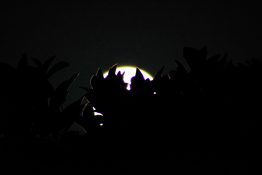 Full moon shots from behind the tree creating beautiful effects with leaves being in front of the moon.