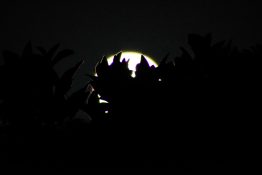 Full moon shots from behind the tree creating beautiful effects with leaves being in front of the moon.