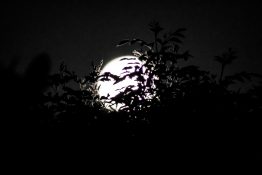 Full moon shots from behind the tree creating beautiful effects with leaves being in front of the moon.