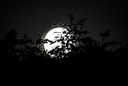 Full moon shots from behind the tree creating beautiful effects with leaves being in front of the moon.