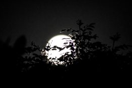 Full moon shots from behind the tree creating beautiful effects with leaves being in front of the moon.