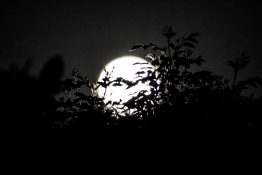 Full moon shots from behind the tree creating beautiful effects with leaves being in front of the moon.