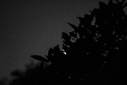 Full moon shots from behind the tree creating beautiful effects with leaves being in front of the moon.