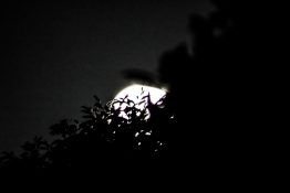 Full moon shots from behind the tree creating beautiful effects with leaves being in front of the moon.