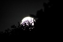 Full moon shots from behind the tree creating beautiful effects with leaves being in front of the moon.