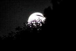 Full moon shots from behind the tree creating beautiful effects with leaves being in front of the moon.