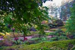 dandenong-ranges-botanic-gardens-2