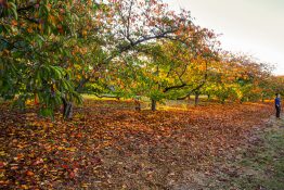 dandenong-ranges-botanic-gardens-5