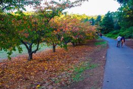 dandenong-ranges-botanic-gardens-6