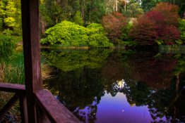 dandenong-ranges-botanic-gardens-13