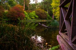 dandenong-ranges-botanic-gardens-14