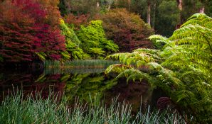 dandenong-ranges-botanic-gardens-16