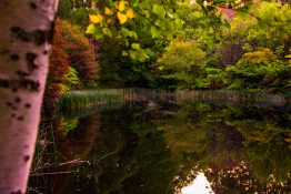 dandenong-ranges-botanic-gardens-18